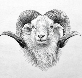 Magicpaws - Bordercollie & Sheep